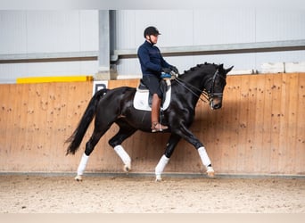 Oldenburger, Wallach, 8 Jahre, 173 cm