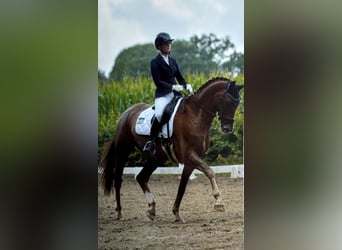 Oldenburger, Wallach, 8 Jahre, 173 cm, Dunkelfuchs