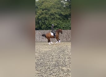 Oldenburger, Wallach, 8 Jahre, 173 cm, Rotbrauner