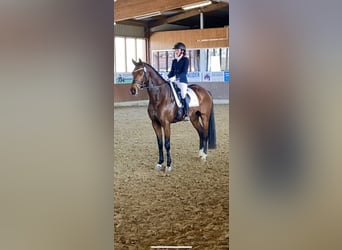 Oldenburger, Wallach, 8 Jahre, 173 cm, Rotbrauner