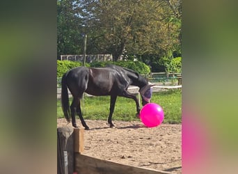 Oldenburger, Wallach, 8 Jahre, 174 cm, Rappe