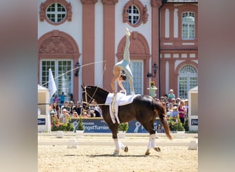 Oldenburger, Wallach, 8 Jahre, 174 cm, Rappe