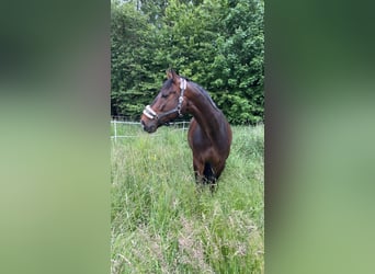 Oldenburger, Wallach, 8 Jahre, 175 cm