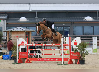 Oldenburger, Wallach, 8 Jahre, 175 cm, Fuchs