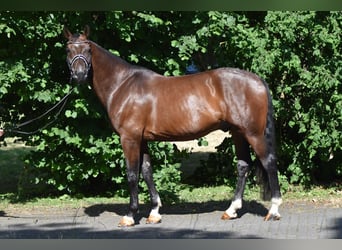 Oldenburger, Wallach, 8 Jahre, 177 cm, Dunkelbrauner