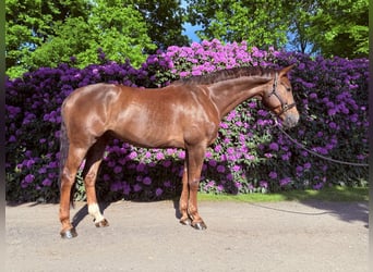 Oldenburger, Wallach, 8 Jahre, 178 cm, Dunkelfuchs