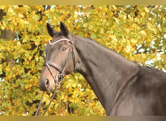 Oldenburger, Wallach, 8 Jahre, 178 cm, Schwarzbrauner