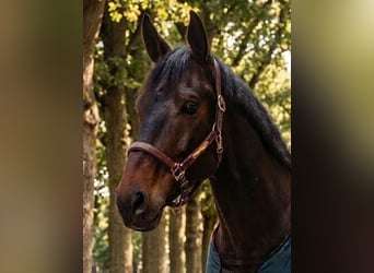 Oldenburger, Wallach, 8 Jahre, 179 cm, Dunkelbrauner