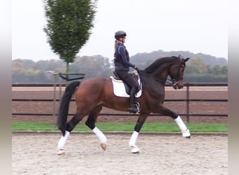 Oldenburger, Wallach, 8 Jahre, 180 cm, Brauner