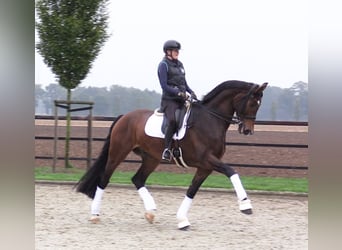 Oldenburger, Wallach, 8 Jahre, 180 cm, Brauner