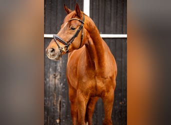 Oldenburger, Wallach, 8 Jahre, 180 cm, Dunkelfuchs