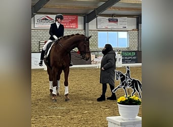 Oldenburger, Wallach, 8 Jahre, 180 cm, Dunkelfuchs