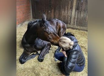 Oldenburger, Wallach, 8 Jahre, 185 cm, Dunkelbrauner