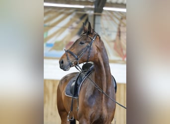 Oldenburger, Wallach, 8 Jahre, 186 cm, Rotbrauner