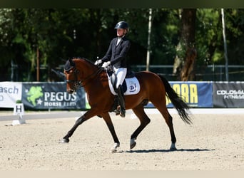 Oldenburger, Wallach, 9 Jahre, 160 cm, Brauner