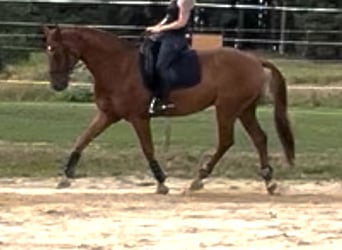 Oldenburger, Wallach, 9 Jahre, 165 cm, Fuchs