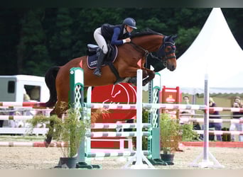 Oldenburger, Wallach, 9 Jahre, 168 cm, Brauner