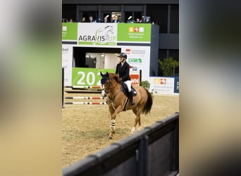 Oldenburger, Wallach, 9 Jahre, 168 cm, Fuchs