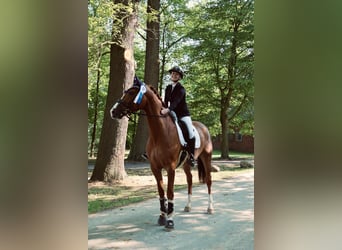 Oldenburger, Wallach, 9 Jahre, 168 cm, Fuchs