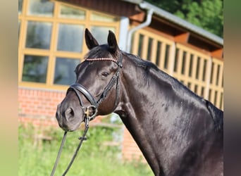Oldenburger, Wallach, 9 Jahre, 168 cm, Rappe