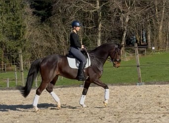 Oldenburger, Wallach, 9 Jahre, 169 cm, Dunkelbrauner