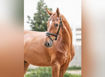 Oldenburger, Wallach, 9 Jahre, 169 cm