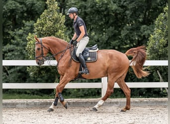 Oldenburger, Wallach, 9 Jahre, 169 cm