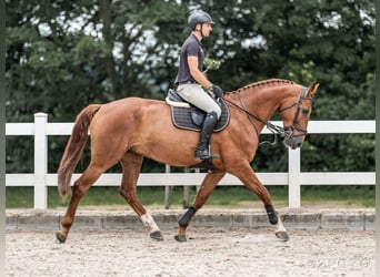 Oldenburger, Wallach, 9 Jahre, 169 cm