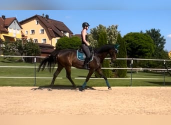Oldenburger, Wallach, 9 Jahre, 170 cm, Dunkelbrauner