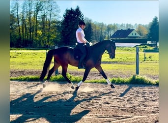 Oldenburger, Wallach, 9 Jahre, 170 cm, Dunkelbrauner