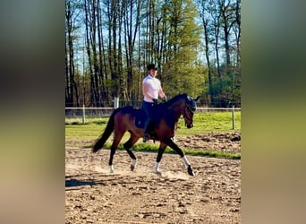 Oldenburger, Wallach, 9 Jahre, 170 cm, Dunkelbrauner