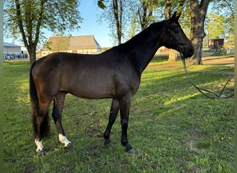 Oldenburger, Wallach, 9 Jahre, 170 cm, Dunkelbrauner