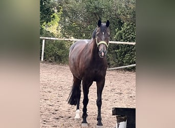 Oldenburger, Wallach, 9 Jahre, 170 cm, Dunkelbrauner