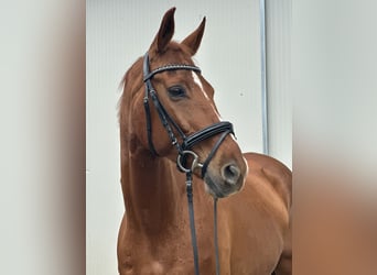 Oldenburger, Wallach, 9 Jahre, 170 cm, Fuchs