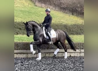Oldenburger, Wallach, 9 Jahre, 170 cm, Rappe