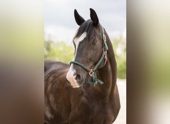 Oldenburger, Wallach, 9 Jahre, 170 cm, Rappe