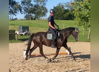 Oldenburger, Wallach, 9 Jahre, 170 cm, Rappe