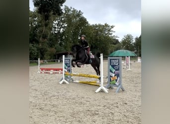 Oldenburger, Wallach, 9 Jahre, 170 cm, Schwarzbrauner