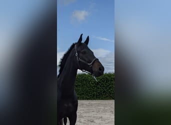 Oldenburger, Wallach, 9 Jahre, 170 cm, Schwarzbrauner