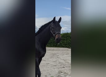 Oldenburger, Wallach, 9 Jahre, 170 cm, Schwarzbrauner