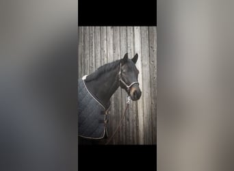 Oldenburger, Wallach, 9 Jahre, 170 cm, Schwarzbrauner