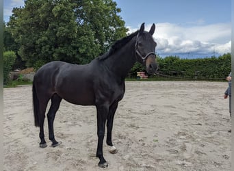 Oldenburger, Wallach, 9 Jahre, 170 cm, Schwarzbrauner