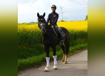 Oldenburger, Wallach, 9 Jahre, 171 cm, Rappe