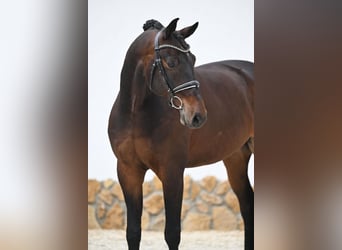 Oldenburger, Wallach, 9 Jahre, 172 cm, Dunkelbrauner