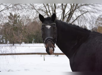 Oldenburger, Wallach, 9 Jahre, 172 cm, Dunkelbrauner