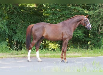 Oldenburger, Wallach, 9 Jahre, 174 cm