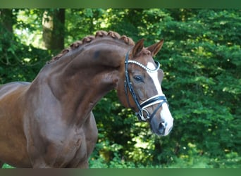 Oldenburger, Wallach, 9 Jahre, 174 cm