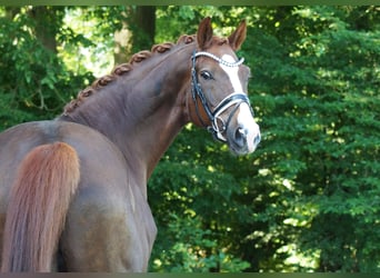 Oldenburger, Wallach, 9 Jahre, 174 cm