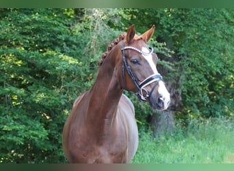 Oldenburger, Wallach, 9 Jahre, 174 cm