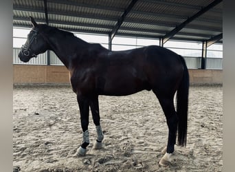 Oldenburger, Wallach, 9 Jahre, 174 cm, Rappe